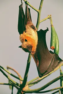 Pteropus: FLYING FOX - hanging on branch, one wing outstretched