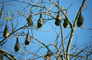 Pteropus: Flying FOXES / Fruit bats