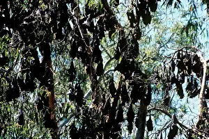 Gouldii: Flying-foxes - Large group in trees during the