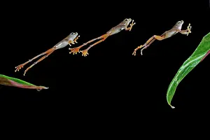 Lapse: Flying frog E jumping to leaf