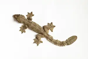 Ptychozoon: Flying Gecko