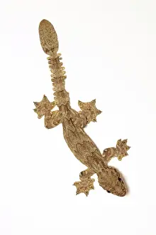 Ptychozoon: Flying Gecko