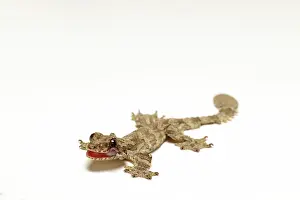 Ptychozoon: Flying Gecko