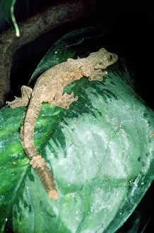 Java: FLYING GECKO