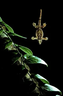 Ptychozoon: Flying Gecko - in flight