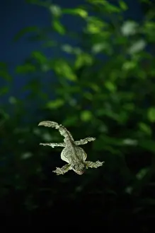 Ptychozoon: Flying Gecko Gliding