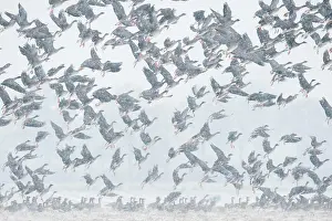 Start: Flying geese in snow flurries, flock of geese, migratory