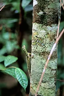 Draco: Flying or Gliding Lizard