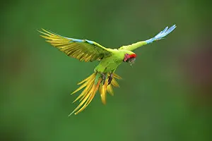 Parrots: Flying Great Green Macaw or Grand Military Macaw (Ara ambiguus)