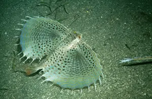 Gurnards: Flying GURNARD