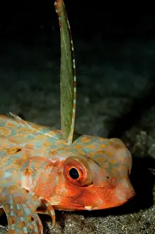 Pectoral: Flying Gurnard
