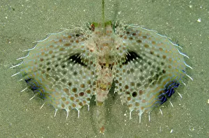 Ambon: Flying Gurnard displaying pectoral fins