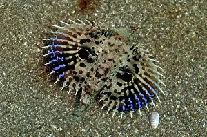 Rojos: Flying Gurnard displaying wings on black sand
