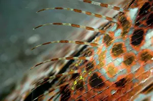 Gurnards: Flying Gurnard Spines