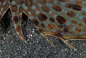 Pectoral: Flying Gurnard detail of wing (pectoral fin)