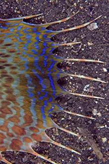 Dactyloptena: Flying Gurnard wing TK1 dive site, Lembeh Straits