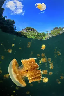 Stinging: Flying jellyfish (Mastigias papua) from Lake Lenmakana