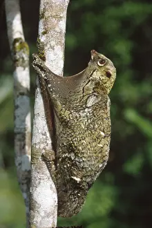 Cynocephalus: Flying Lemur, aka Colugo (Cynocephalus variegatus), captive