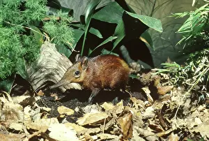 Shrews: Flying Lemur, aka Colugo (Cynocephalus variegatus)