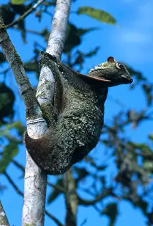 Cynocephalus: Flying lemur or colugo (Cynocephalus variegatus) in captivit