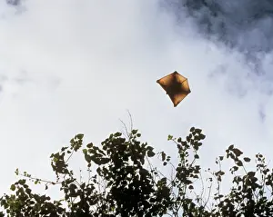 Cynocephalus: FLYING LEMUR / COLUGOS - Gliding