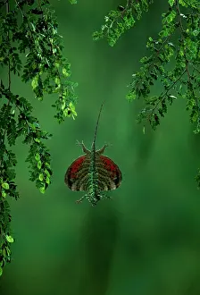 Draco: FLYING LIZARD