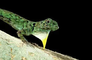 Draco: Flying Lizard