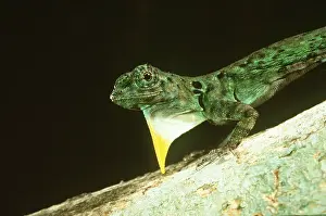 Beard: FLYING LIZARD C/U HEAD