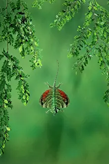 Draco: Flying Lizard - In flight