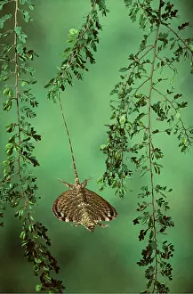 Falling: FLYING LIZARD - in flight