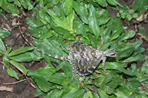 Draco: Flying Lizard Flying Lizard on grass and giving warning