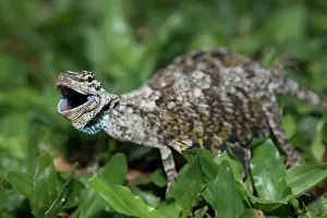 Draco: Flying Lizard Flying Lizard on grass and giving warning