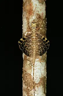 Draco: FLYING LIZARD - on tree trunk