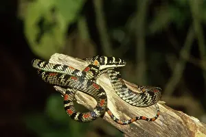 Chrysopelea: Flying Snake