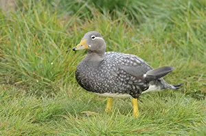 Tachyeres: Flying Steamer Duck