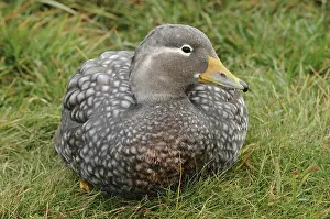 Tachyeres: Flying Steamer Duck