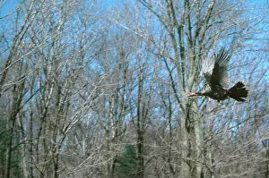 Gamebird: Flying Turkey