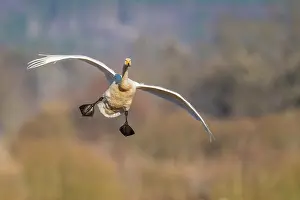 Whooper: Flying Whooper swan (Cygnus cygnus) on approach