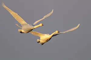Whooper: Two flying Whooper swans ( Cygnus cygnus) in the