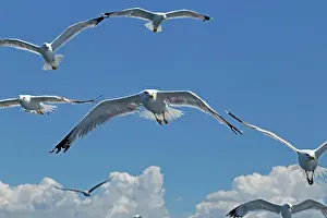 Croatian: Flying Yellow-legged gull (Larus michahellis), near