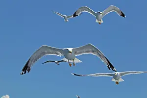 Croatian: Flying Yellow-legged gull (Larus michahellis), near