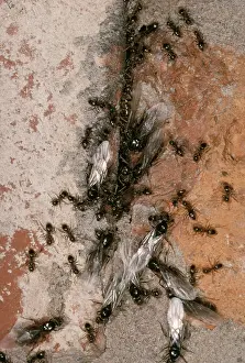 Lasius: 'FlyingI Black ANTS - swarming from crack in brick