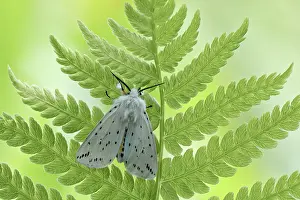 Ermine: Fern