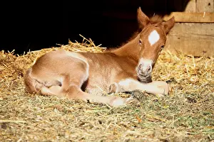 Stables: Foal 1-day-old France