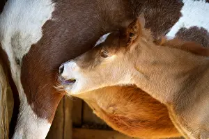 Suck: Foal 1-day-old sucking France
