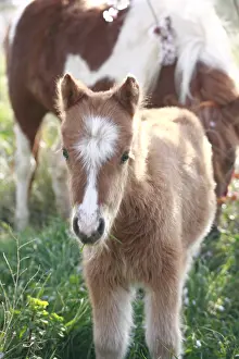 Andy Teare: Foal