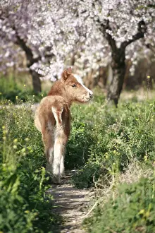 Andy Teare: Foal