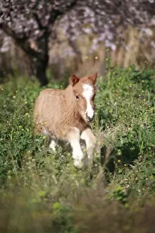 Andy Teare: Foal