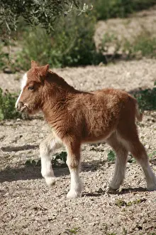 Andy Teare: Foal