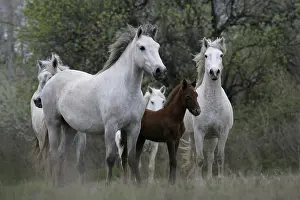 Camarguais: Foal and Camargue Horse Camargue France